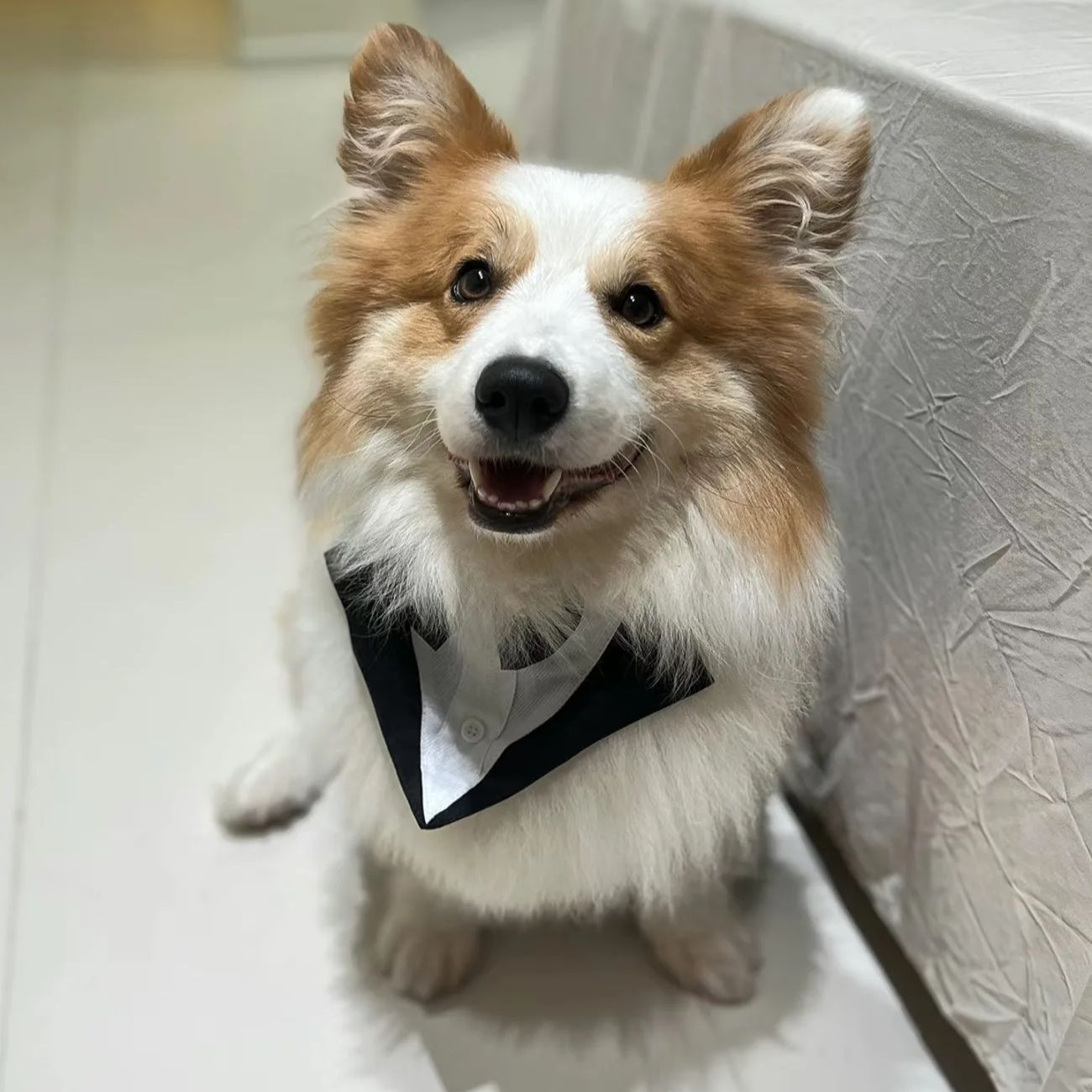 Pet Dog Clothes Fashion Party  - Suitsupply Wedding Tuxedo recension och pris